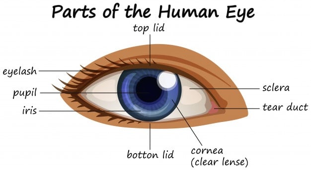 العين البشرية